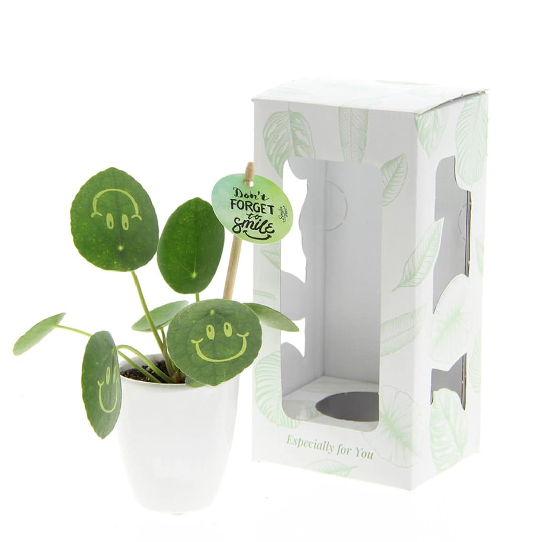 Gadget with logo Pancake plant S